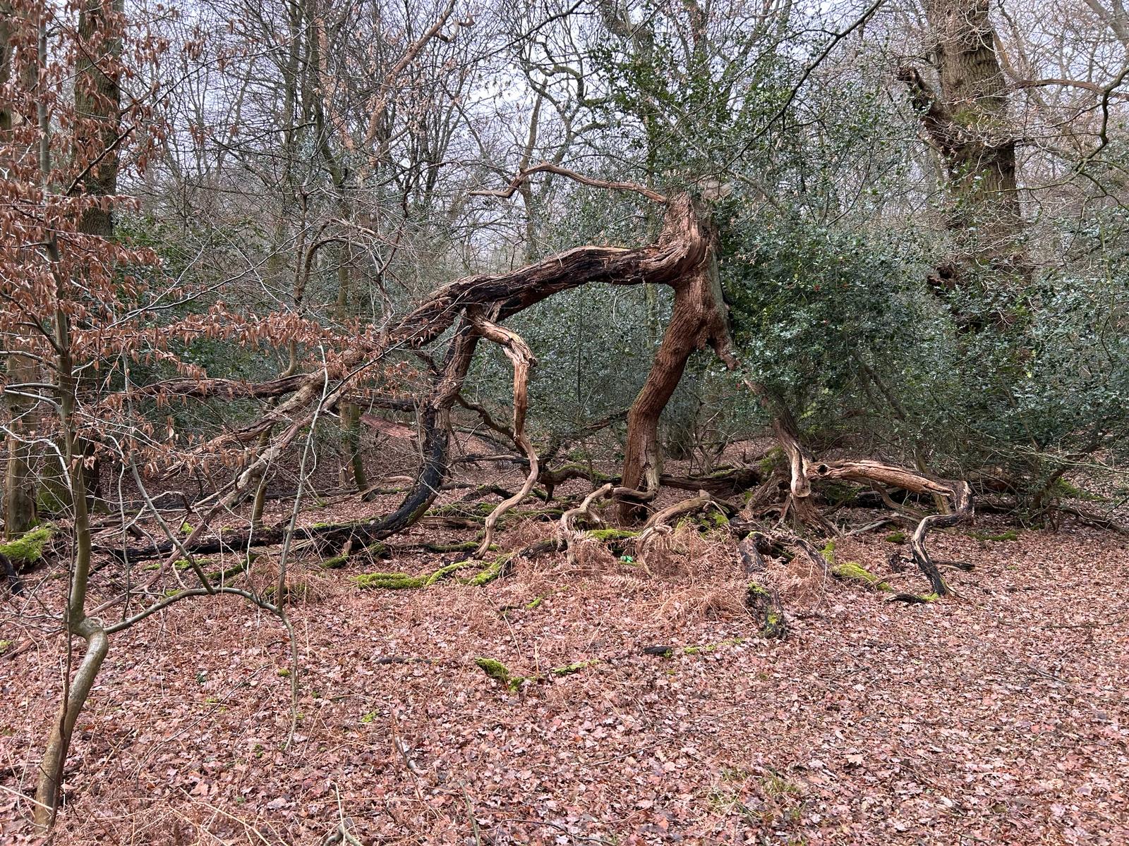 Epping Forest walks